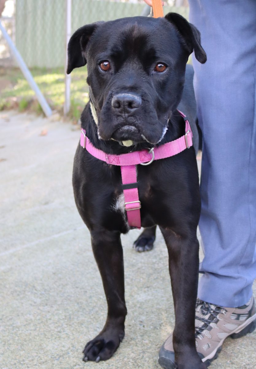 Black labrador