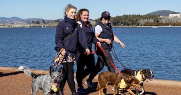 Show your support for Flynn's veterinary mental health walk
