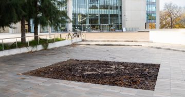 The Queen, the High Court and the missing tree(s): a right royal mystery