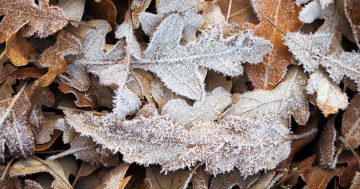 Winter is the season of Canberrans' discontent