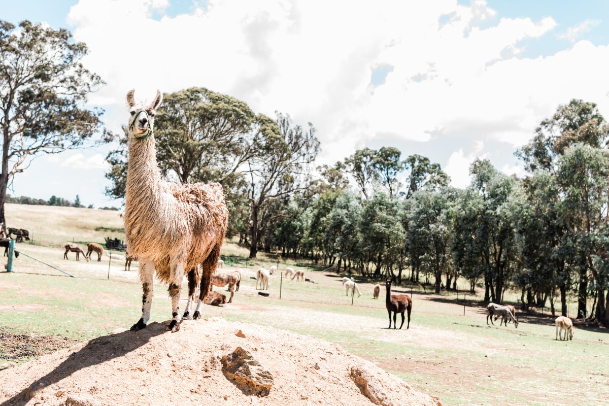 Llama