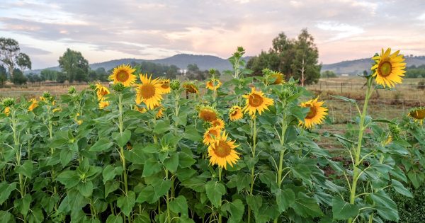More than Canberra's gateway – Majura Valley reveals rich past, exciting future