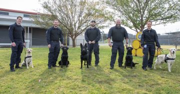 Four-legged federal agents deployed to sniff out nation's weapons