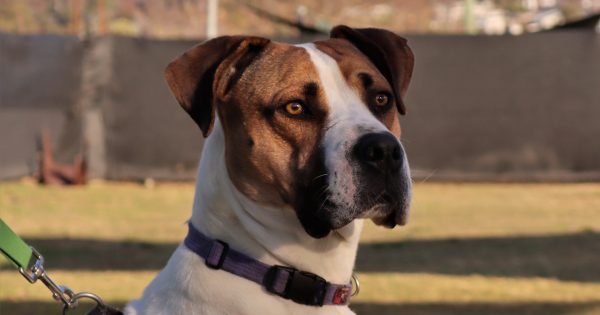 RSPCA's Pets of the Week - Leroy and Azurill