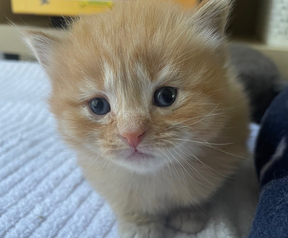 kitten