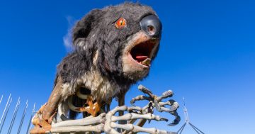 Protesters bring burning koala to parliament and expected traffic disruptions to town ahead of climate change bill