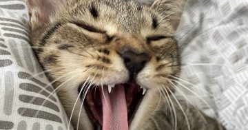 Canberra's feline names are just the cat's whiskers