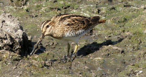 Latham’s Snipe: mighty traveller, harbinger of spring