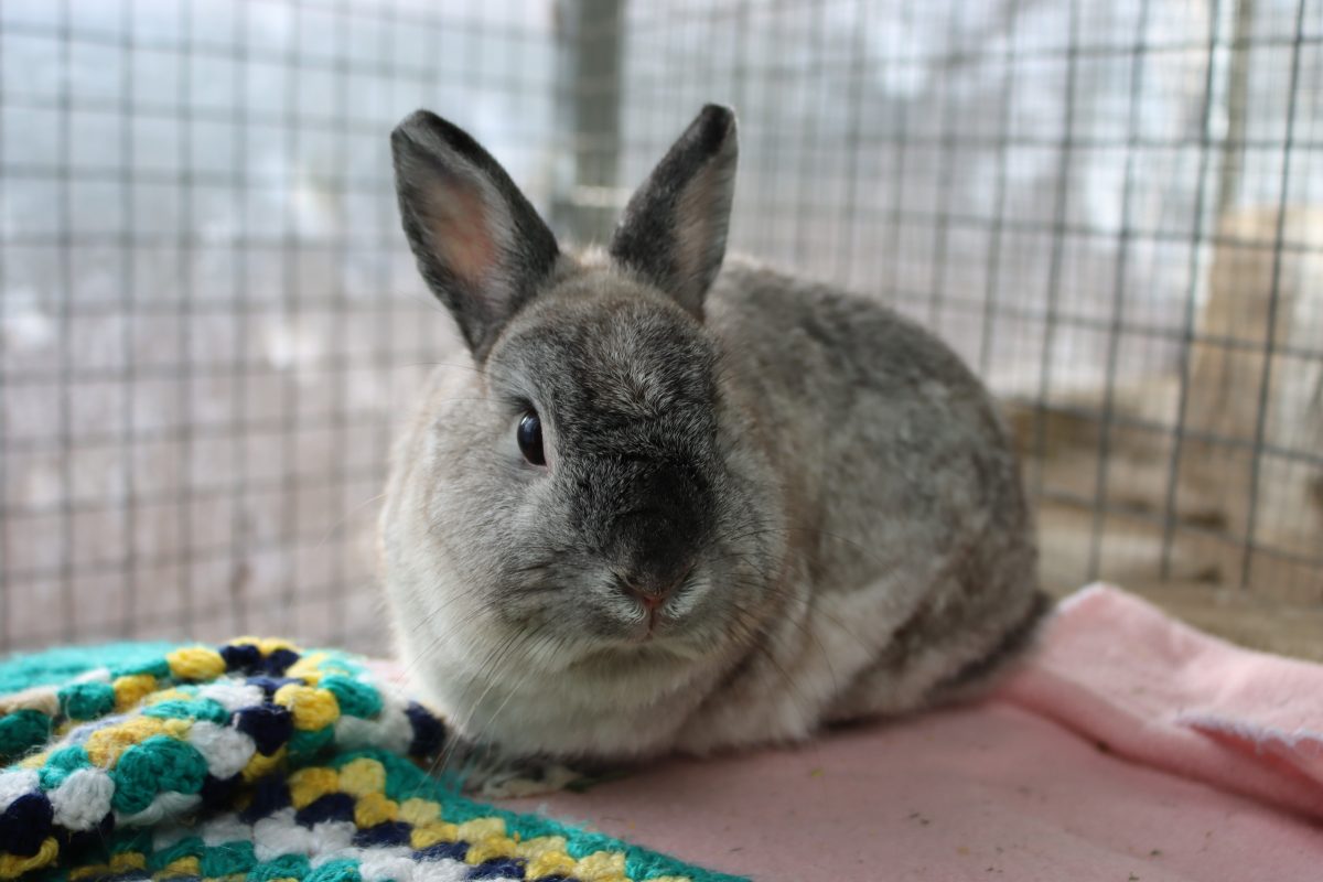 Wabbit