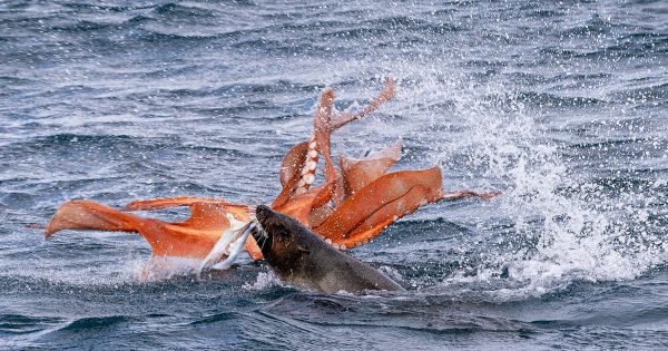 Photographer seals dream shot, making a real meal out of octopus