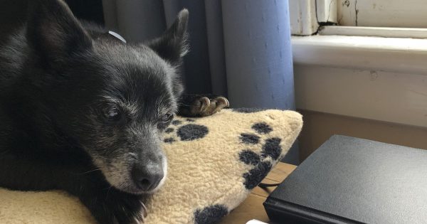 Hisstory looks set to repeat itself down on the farm, dog-gone it
