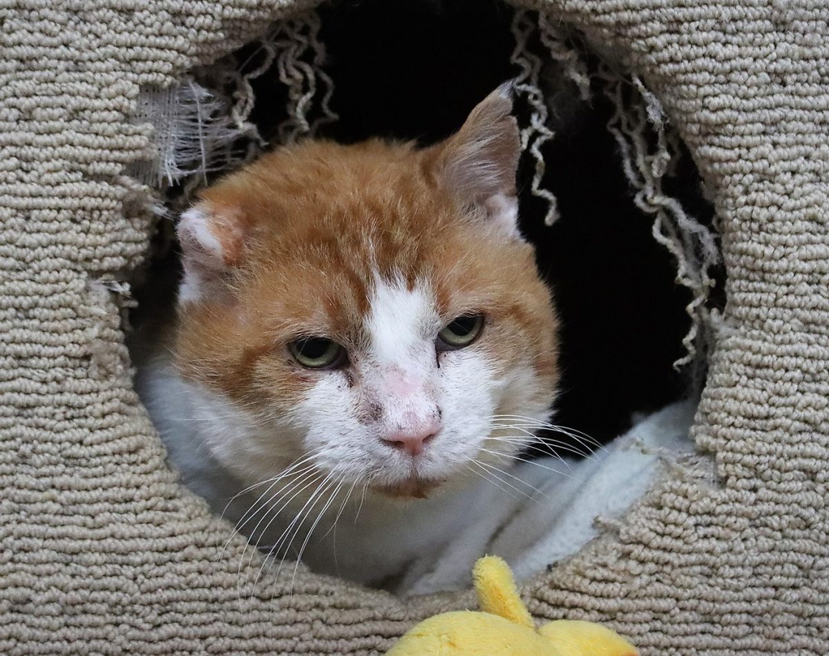 Gustavo