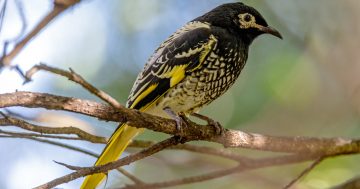 Over 300 regent honeyeaters released into wild in effort to save species from extinction
