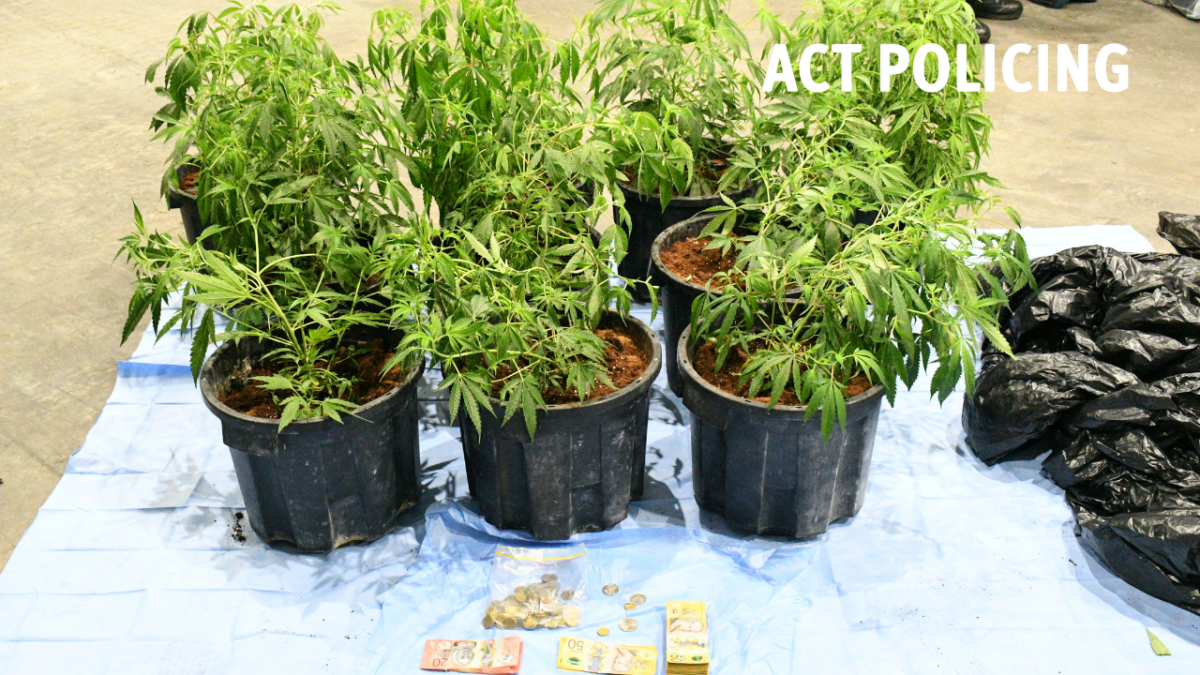 Cannabis plants