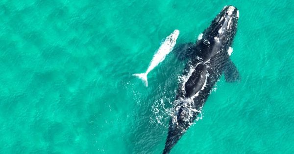 Leave the little white right whale alone