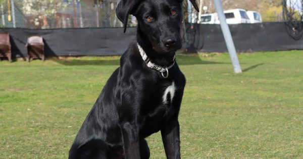 RSPCA's Pets of the Week - Onyx and Marble