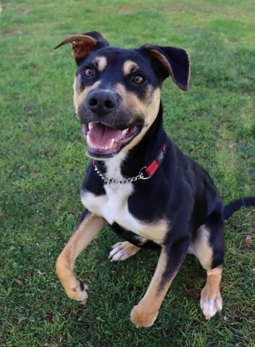 Clayton the Kelpie
