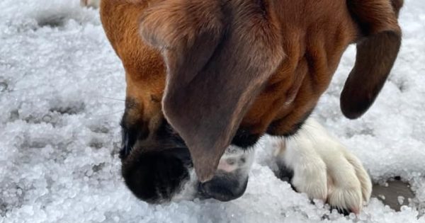 Small hail blankets Canberra's north in false snow