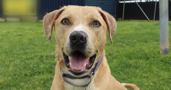 RSPCA's Pets of the Week - Kolt and Squirrel