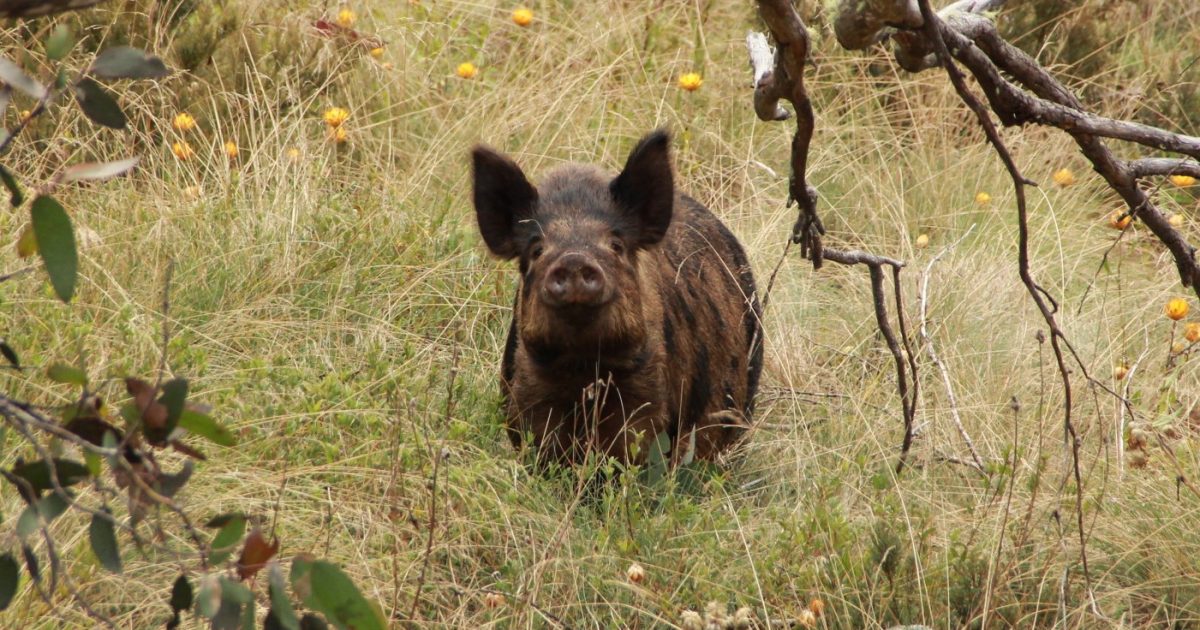 Canberra's nature reserves to close for annual pest control program | Region Canberra