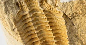 The ACT has a new fossil emblem and it's so common even a child can dig it up