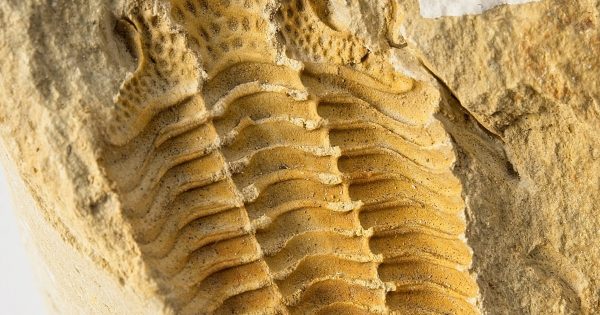 The ACT has a new fossil emblem and it's so common even a child can dig it up