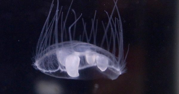 What lies beneath Lake Burley Griffin? Millions of jellyfish, for a start