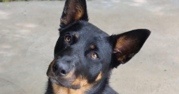 RSPCA's Pets of the Week - Poppy and Benji