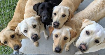 Enjoy some guide dog cuddles and have a chat about how they 'open up your world'