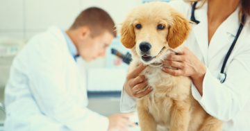 Rare infection kills four dogs - vaccination encouraged on South Coast