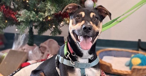 RSPCA's Pets of the Week - Clayton and Mia