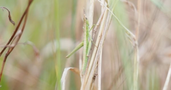 Scouts spot endangered grasshopper in Namadgi National Park