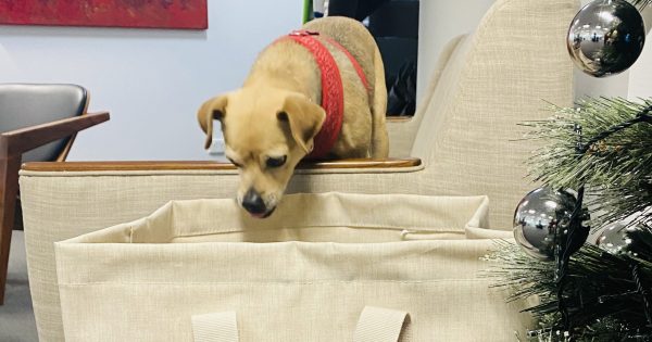 Help the RSPCA to help our animals this Christmas - Mr Smiggle needs you!