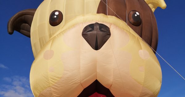 'Buster the Bulldog' to get all the pats at this year's Balloon Spectacular