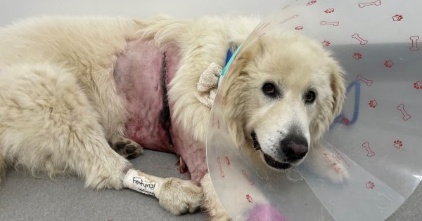 Pet owners urged to check dogs for grass seeds after near-tragedy