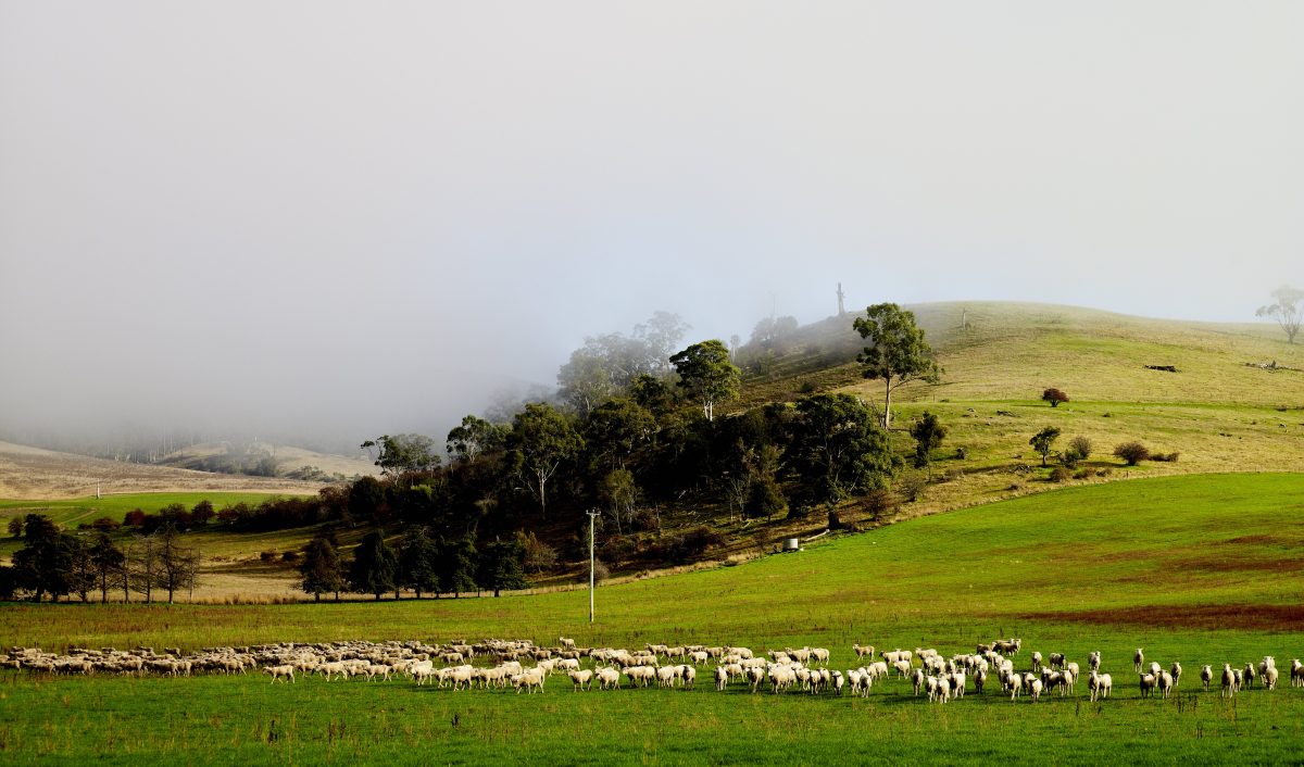 flock of sheep walking through mist in green paddock