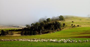 The best real estate agents in Yass