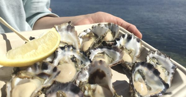 Far South Coast has plenty of fatty oysters to go around this summer