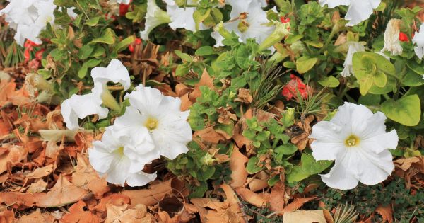 Elderly Queanbeyan flower thief who stole roses at 3 am has charge dismissed