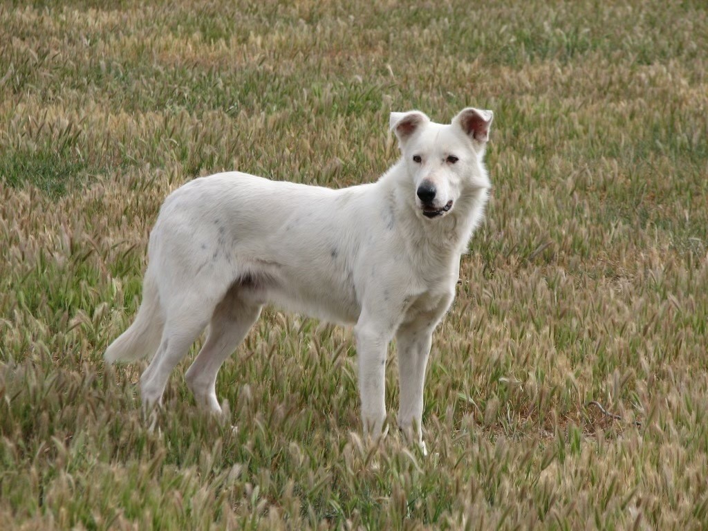 white dog