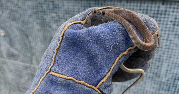 Potential laws to give snake handlers more powers to care for our slithery neighbours