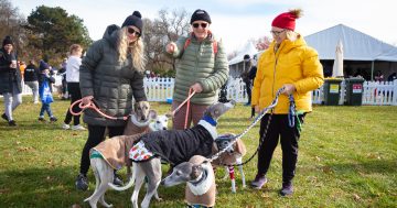Million Paws Walk