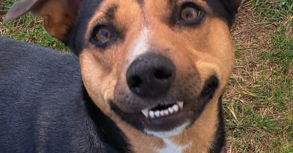 RSPCA’s Pets of the week - Pepper & Lucia