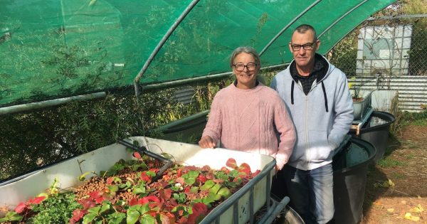 Neighbours laughed at them 12 years ago, now they’re learning from this couple's bountiful food bowl