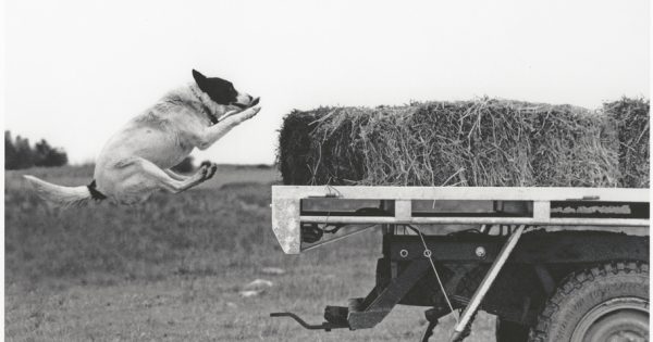Why we dig dogs: a tale from 1788 disembarkation to today