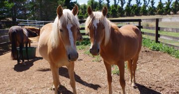 Petition launched against MP's wild horse culling bill, claims made other animals damaging farmland