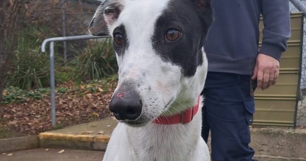 RSPCA ACT's Pets of the week - Patch, Kahlua & Schnapps