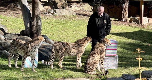 WATCH: Animals try to unwrap presents as National Zoo and Aquarium celebrates 25 years