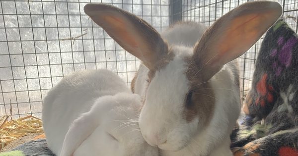 RSPCA ACT's Pets of the week - Ponyo, Gus & Forrest