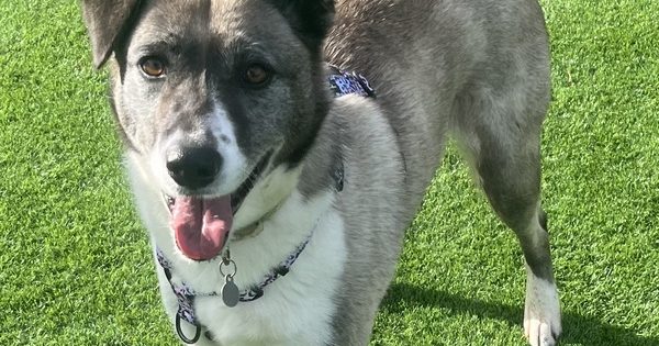 RSPCA ACT's Pets of the week - Ashlyn & Fella